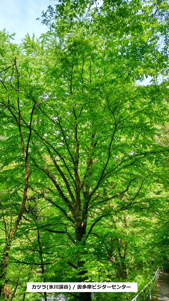 okutamavc's tweet image. 今日氷川渓谷を巡視しました。#氷川渓谷 は今、#新緑 祭り！新緑を楽しむ絶好の季節になっています。
渓谷遊歩道沿いのカツラやケヤキ、カエデ類などの緑が鮮やかです。
#奥多摩　#奥多摩ビジターセンター