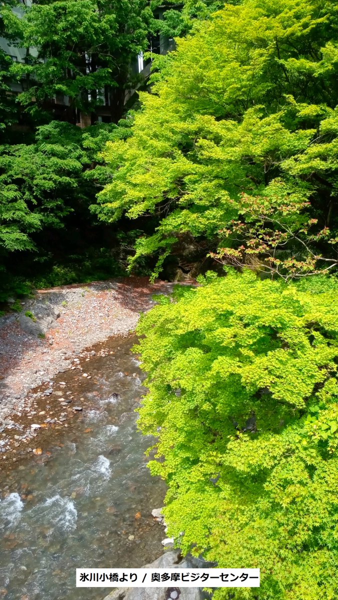 okutamavc's tweet image. 今日氷川渓谷を巡視しました。#氷川渓谷 は今、#新緑 祭り！新緑を楽しむ絶好の季節になっています。
渓谷遊歩道沿いのカツラやケヤキ、カエデ類などの緑が鮮やかです。
#奥多摩　#奥多摩ビジターセンター