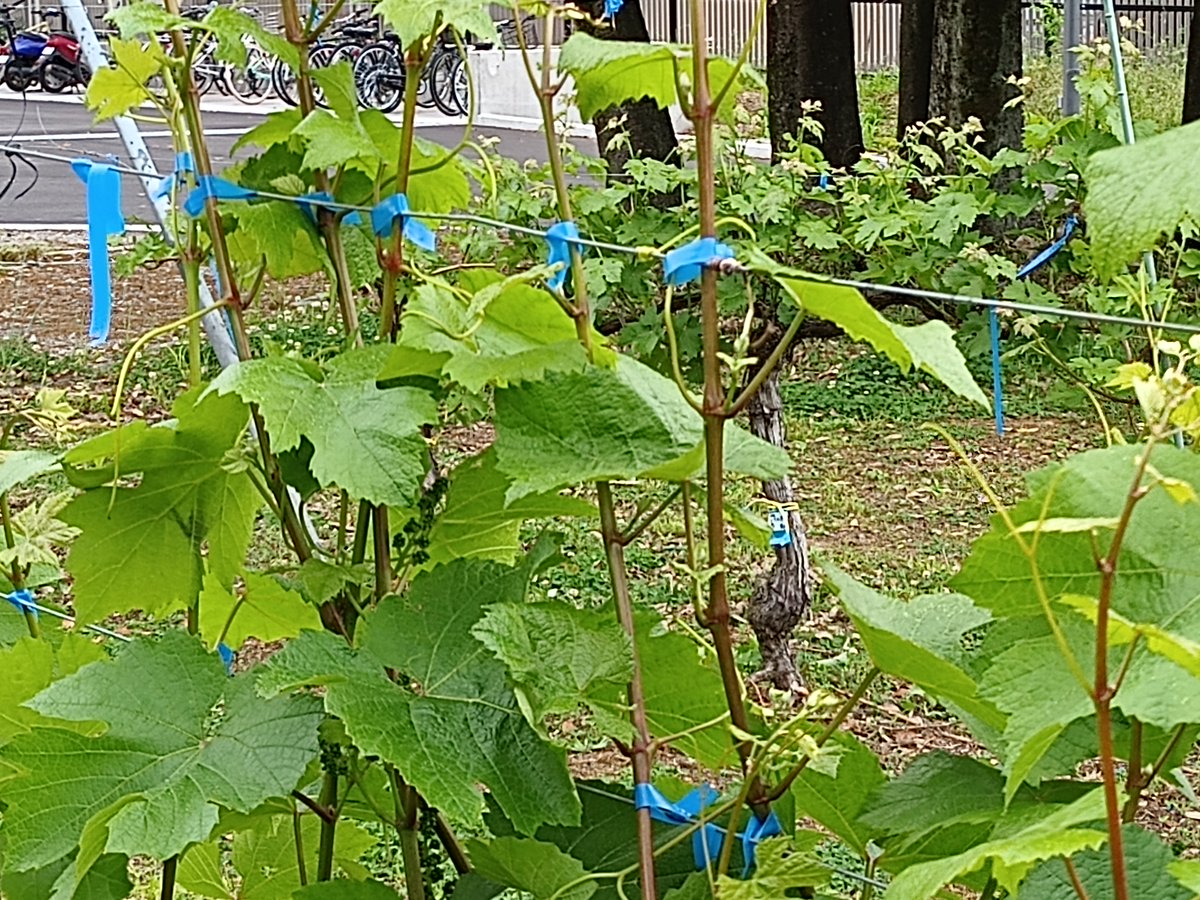 山梨大学の強み＝ブドウ栽培・ワイン醸造を学ぶ学部生が居ること。
学部１年生による栽培実習。3年生から醸造実習。
#山梨大学 #ワイン #ワイン科学研究センター