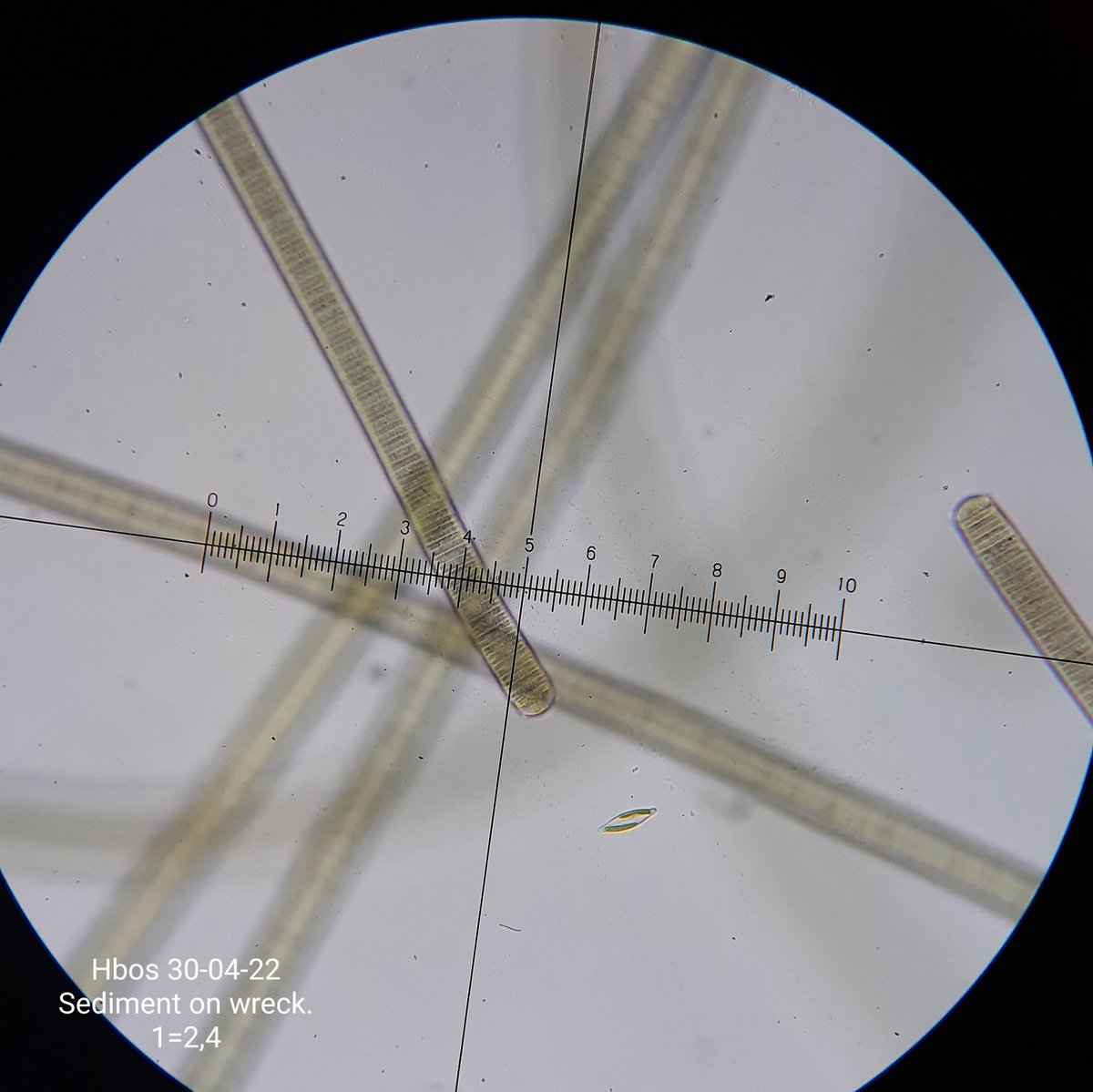 pbhbos's tweet photo. Took a deck sample (partially covered by #oscillatoria) of the sailboat wreck on April 30th. Left in a jar since then. They're sliding their way up the jar wall. Chironomid larvae have built little chimneys. #Freshwater #microscopy #motile #cyanobacteria https://t.co/MicAh9Y5Hi