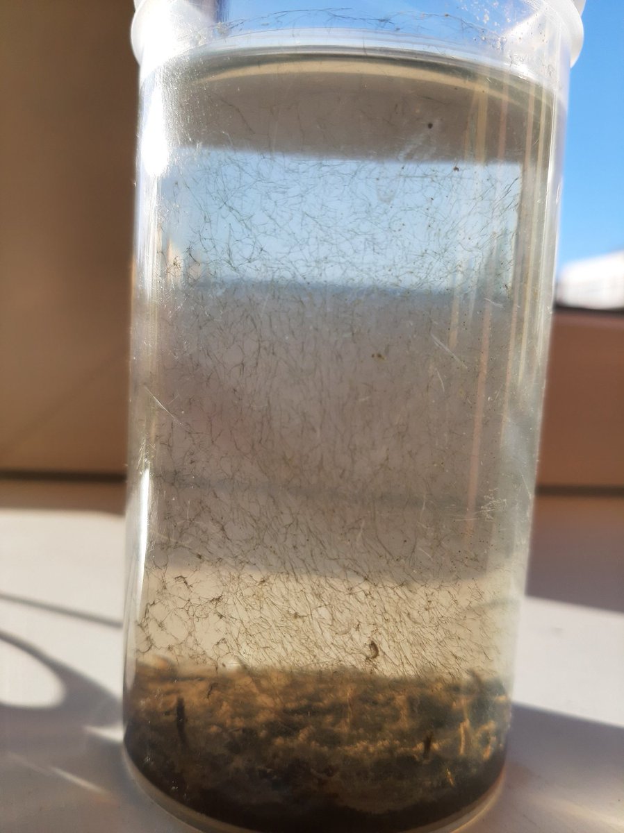 pbhbos's tweet photo. Took a deck sample (partially covered by #oscillatoria) of the sailboat wreck on April 30th. Left in a jar since then. They're sliding their way up the jar wall. Chironomid larvae have built little chimneys. #Freshwater #microscopy #motile #cyanobacteria https://t.co/MicAh9Y5Hi