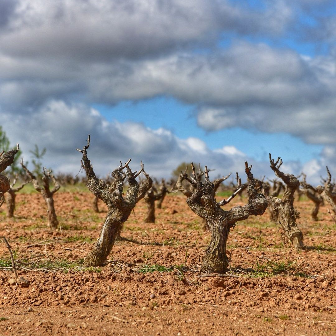 ¡Buenos días!

Con el sol de la #RiberadelDuero, ¿a quién no le entran ganas de pasear y disfrutar de las sensaciones que se viven a los pies de una viña? ☀😍🍇
#felizjueves