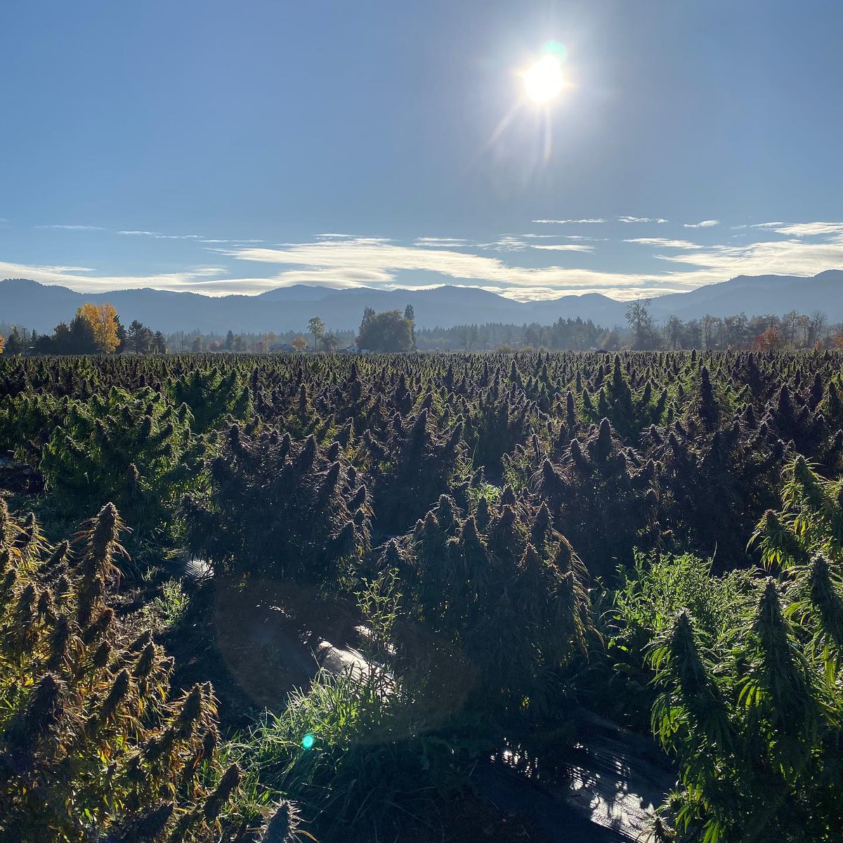 As far as the eyes can see....👀
📸:@willowbillyfarms