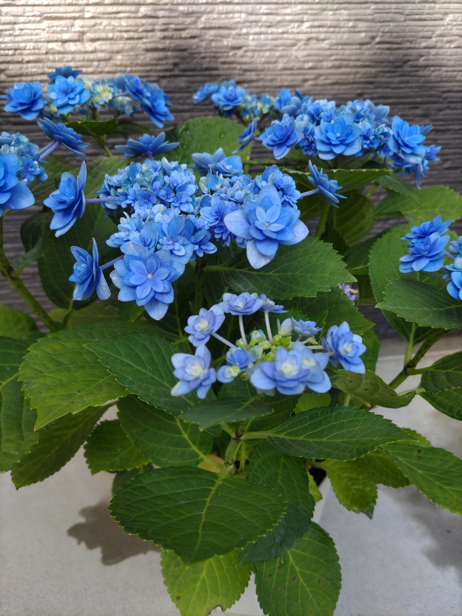 Gohanyaaile 大分遅い母の日プレゼント 卑弥呼 紫陽花の名前 T Co Fgznuflole Twitter