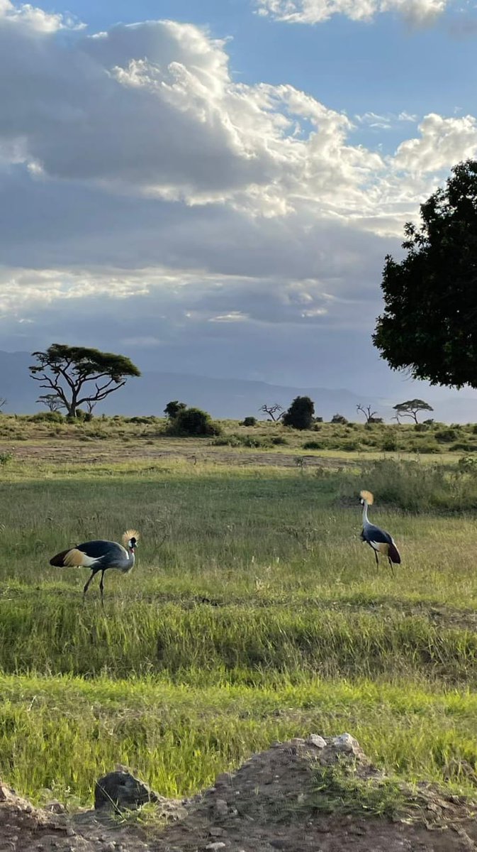 The grey crowned crane which is the national bird of #uganda, this bird can be spotted in #Kenya in  various amazing parks such as #amboselinp #lakenakurunp 
Photo was taken at #amboselinp.
We organise  packaged tours to #amboselinp #lakenakurunp #masaimarareserve
