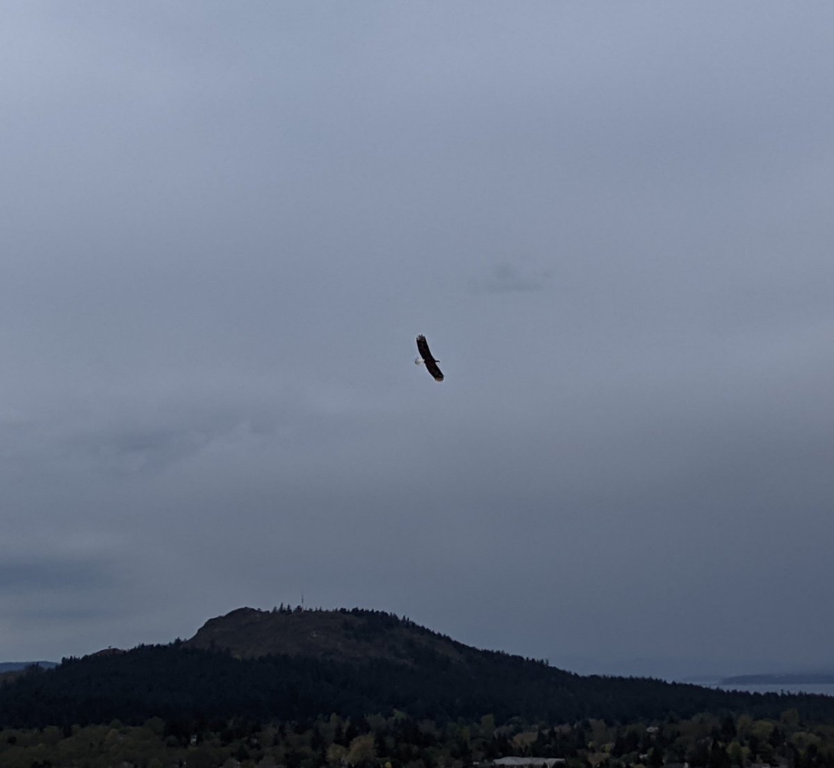 SocMedGirlyyj's tweet photo. Volunteering has its rewards - like when an eagle comes to visit. Absolutely magnificent tonight in #Saanich.
#EMBC #PECC #PREOC https://t.co/WclLEtoGSu