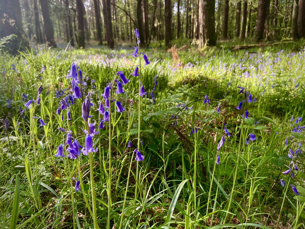 tracksntrailsTV's tweet photo. Good Morning Wicklow ๐๐ป
4th and final shoot day!
@visitwicklow @Videosonthenet
#tracksandtrails #wicklowwalks #avonmoreway #trailguide #waymarkedtrails #getoutthere https://t.co/LqTbqAjuzz