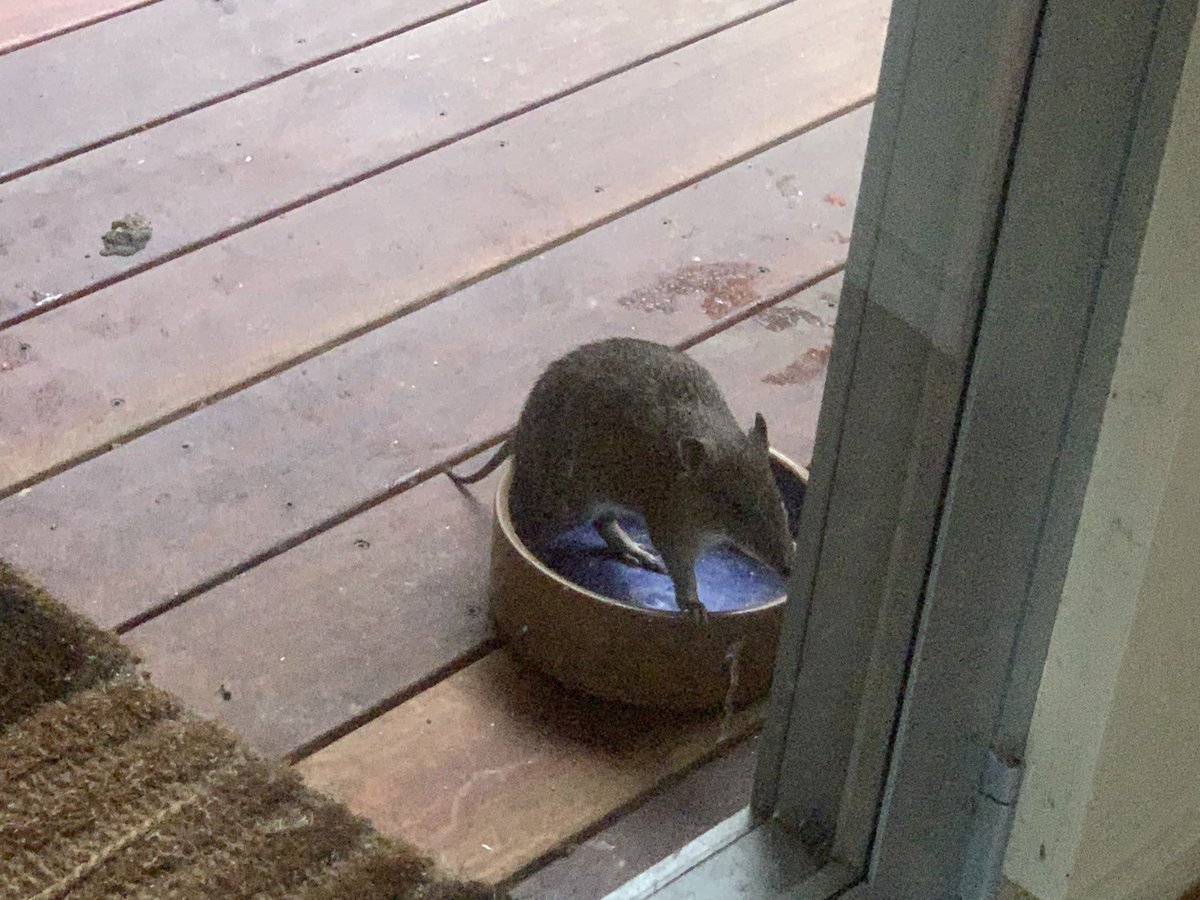 Bandicoot at the front door chicken treat bowl is not impressed it’s empty