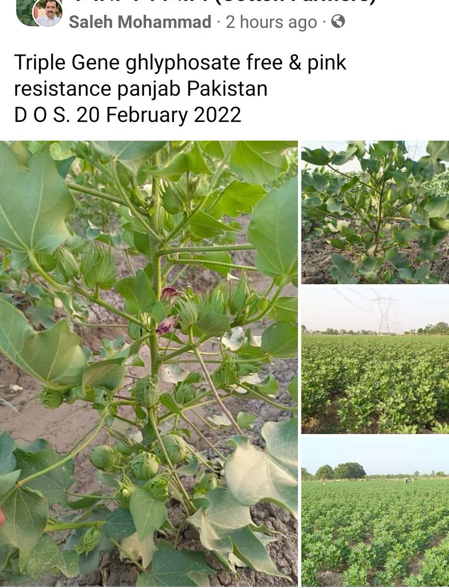 FutureofAgricu1's tweet photo. راجنپور کے پراگیسو کپاس کاشتکار @SalehMu98819728 کی #CS200 بہترین منیجمنٹ۔جس کا جناب @AgricultureSou1 نے باقاعدہ فیلڈ کیا اور کپاس کاشت کی بھر پور کاشت پر زور دیا۔
@APTMAofficial
#CottonMSP8000 https://t.co/I1bOyJyf3s