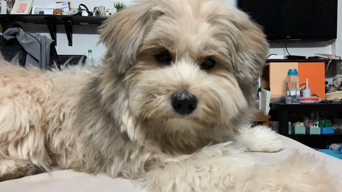 ffilmmmmm1904's tweet photo. คิดถึงหมูหนาว 😭😭😭 https://t.co/Jhzg9yb7tW