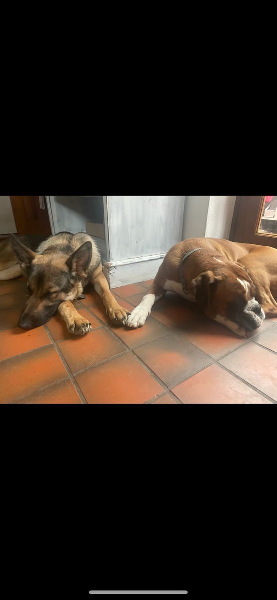 I know that many of you are wondering how Margo is getting on and so here she is with her new best friend. Despite everything I miss her. We were Yorkshire girls together.