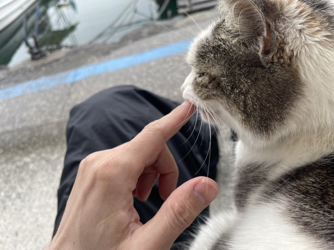 @u1_kakuge ずっと膝の上にいる 