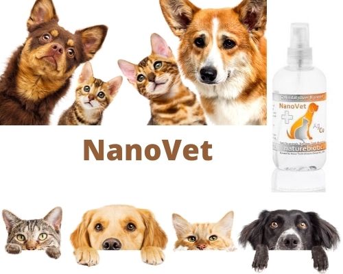 NanoKoloid_'s tweet image. Z troski o bezpieczeństwo i ochronę naszych pupili dedykujemy stosowanie #srebra z #miedzią w celu zabezpieczenia naszych małych przyjaciół przed wirusami bakteriami Do przemywania za pomocą  wacika ropiejących oczu. Pomocny w eliminowaniu nieprzyjemnego zapachu z pyska.