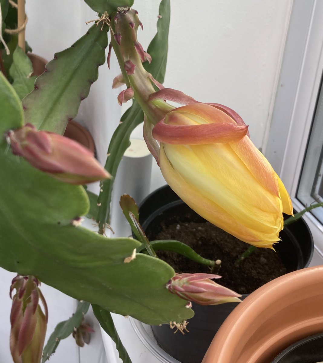 NoniSturge's tweet photo. Epiphyllum Orchid Cactus last year🌼 #epiphyllum #cactus #intheconservatory #LookingBackLookingForward https://t.co/bjoFr7Clkb