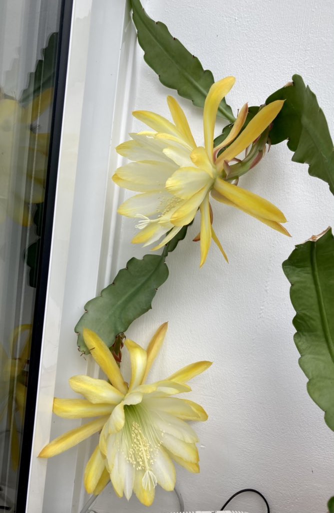 NoniSturge's tweet photo. Epiphyllum Orchid Cactus last year🌼 #epiphyllum #cactus #intheconservatory #LookingBackLookingForward https://t.co/bjoFr7Clkb