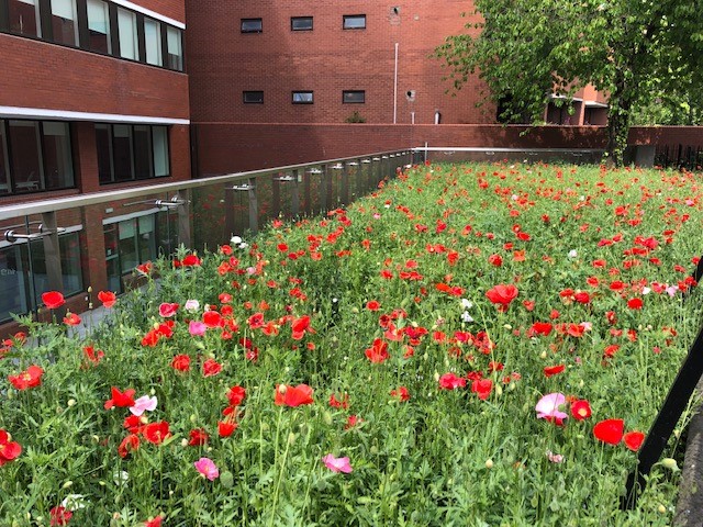 dentsu Ireland tweet media