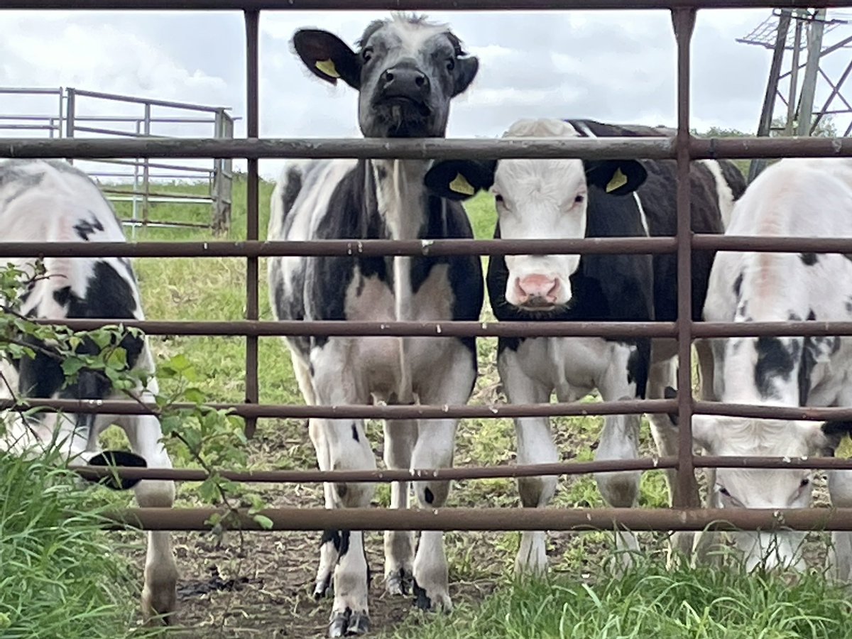 Up with the cows this morning as early start with another new customer for Riche Business .
If you would like help with any of the following then get in touch!
👨‍💻 Marketing / Web design
🎙 Broadcasting/Voiceover/Podcasting/MC
🖊 Copywriting/Blogging
👉 richebusiness.co.uk