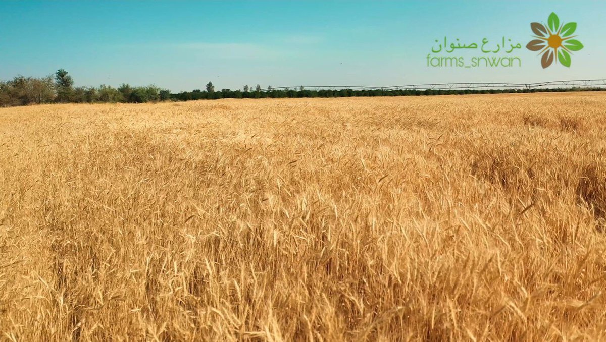 farms_snwan's tweet photo. منتجاتنا من الشعير والقمح متوفرة في متجر #النحل_الجوال👇
https://t.co/FU2jIfbgwz
ويمكنكم التواصل عبر الواتساب:
0507575590
#مزارع_صنوان https://t.co/VXgmjqtfgB