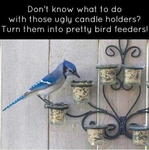 VoidOfRandomQs's tweet photo. Have you ever turned something you didn't want for its intended purpose into something else? #QuestionOfTheDay #question #bird https://t.co/NGrv774nJj