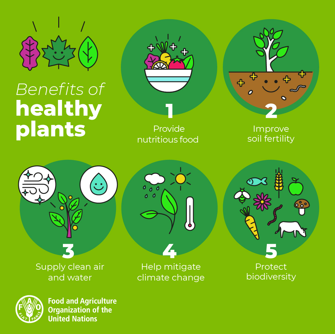 FAO's tweet photo. 🌱 Protecting #PlantHealth is about more than just plants. 

🌎 It's about protecting life.

This #PlantHealthDay &amp; every day, here are 5️ reasons why we need to keep our plants healthy 👇 https://t.co/7ROZXfCKwF
