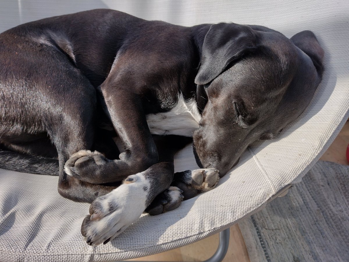 I had my human move the chair before I got in it so I got just the right amount of sun for my snooze. 

#dogsoftwitter