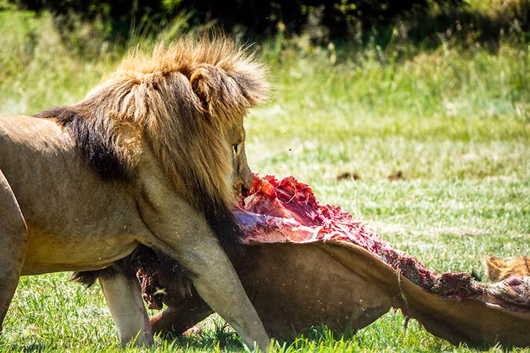 TraveloraTours's tweet photo. South Africa is best known for its beautiful landscapes, amazing wineries, spectacular beaches, a diversity of wildlife, cosmopolitan cities and its lively people.#southafrica #capetown #travel #nature #safari
 https://t.co/CpmEdZ4tPE https://t.co/MK0TdqdElA