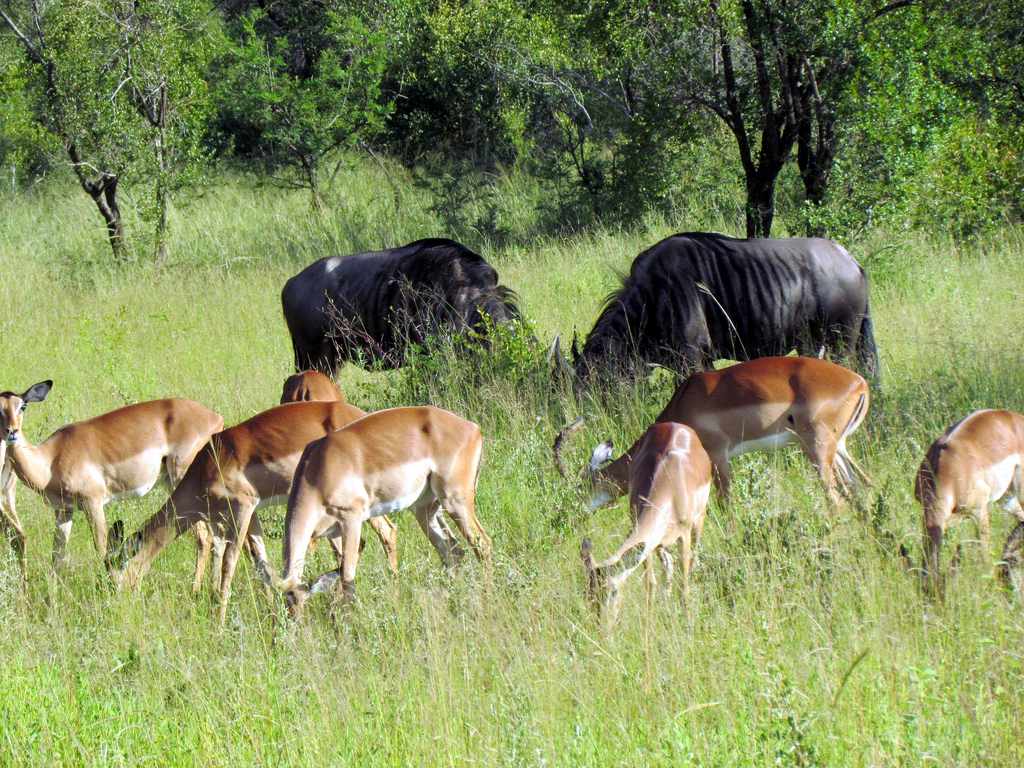 TraveloraTours's tweet photo. South Africa is best known for its beautiful landscapes, amazing wineries, spectacular beaches, a diversity of wildlife, cosmopolitan cities and its lively people.#southafrica #capetown #travel #nature #safari
 https://t.co/CpmEdZ4tPE https://t.co/MK0TdqdElA