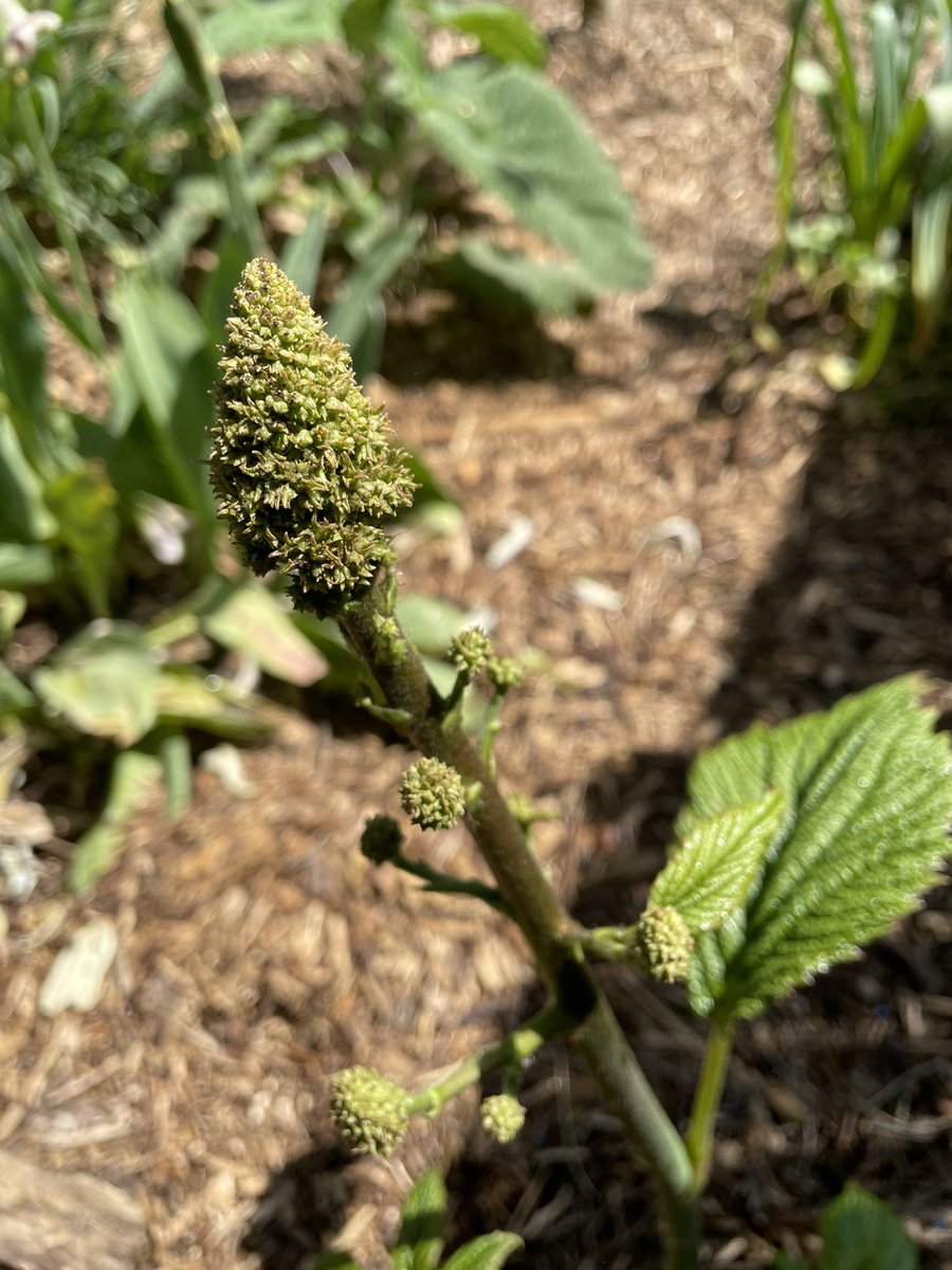 frdvil's tweet photo. Flower and leaf of #rodgersia pinnata ‘Chocolate Wings’ https://t.co/9SiTHL9pCg