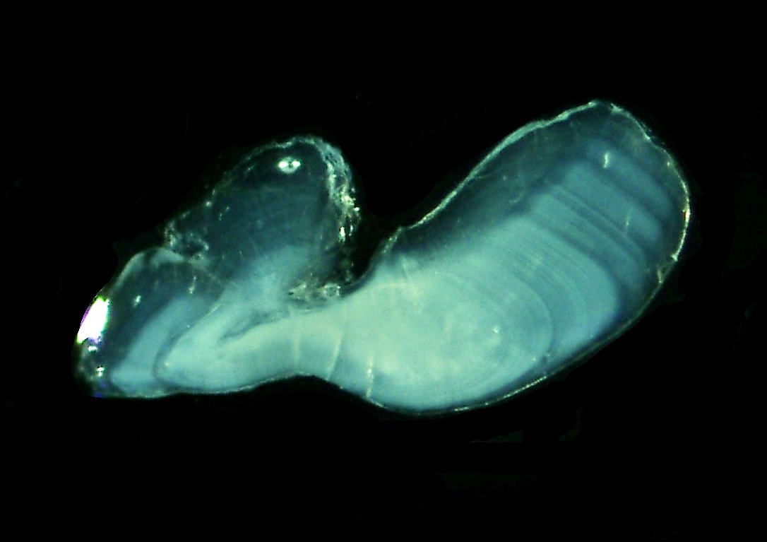 Global changes in phenological and phenotypic  traits of #rabbitfish across thermal gradients #globalwarming
#Mediterranean #Australia #Japan 

Out in <a href="/AnimalEcology/">Journal of Animal Ecology</a> 
doi.org/10.1111/1365-2…

<a href="/drbmtaylor/">Brett Taylor</a> <a href="/twernberg/">Thomas Wernberg</a>   <a href="/UWAresearch/">UWA Research</a> <a href="/MUniResearch/">Murdoch University Research</a>