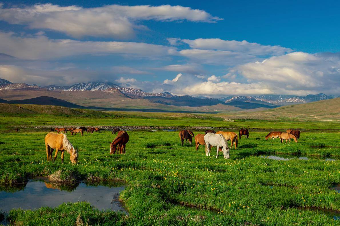 Pak_sightseeing's tweet photo. Deosai National Park - Skardu 
 
#travel #skardu #landscape #landscapephotography #adventure #deosai #nationalpark #follow #travel https://t.co/JZZsFldffX