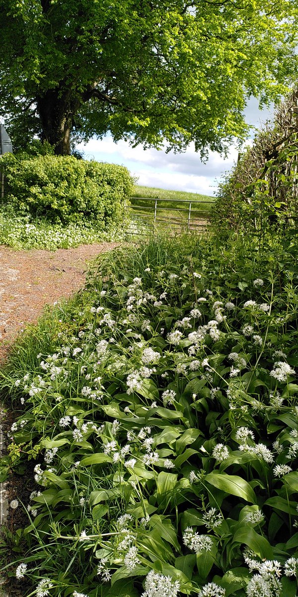 ArtMikeJackson's tweet photo. This weekend why not come and see the brilliant #Dorset artists taking part in @dorsetartweeks
On the way to my open studio you can breathe in banks of #wildgarlic and bathe your eyes in the haze of #bluebells.

Full details here: https://t.co/JHMsHFYFwD. From 10.30 Saturday. https://t.co/DIeDQVTsH3