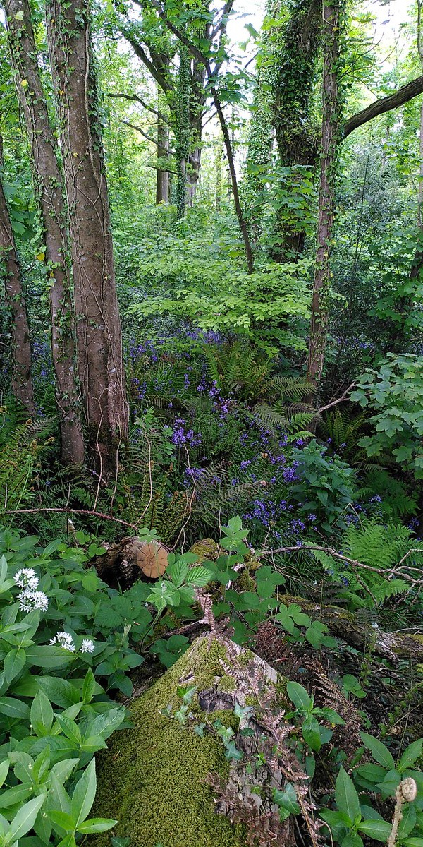 ArtMikeJackson's tweet photo. This weekend why not come and see the brilliant #Dorset artists taking part in @dorsetartweeks
On the way to my open studio you can breathe in banks of #wildgarlic and bathe your eyes in the haze of #bluebells.

Full details here: https://t.co/JHMsHFYFwD. From 10.30 Saturday. https://t.co/DIeDQVTsH3