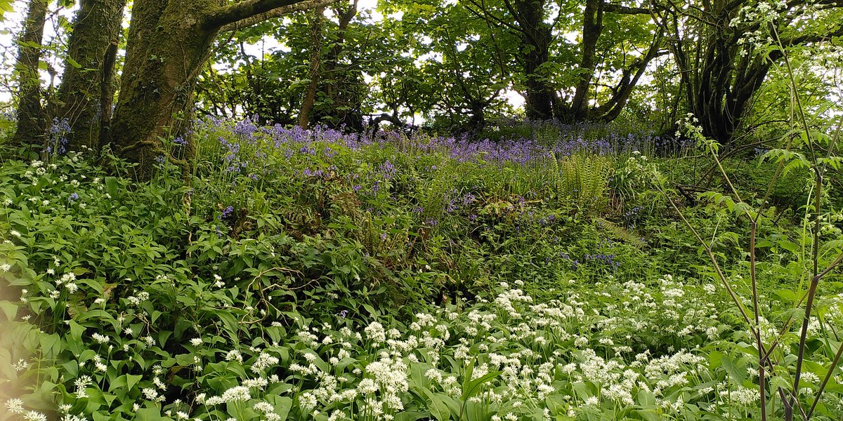 ArtMikeJackson's tweet photo. This weekend why not come and see the brilliant #Dorset artists taking part in @dorsetartweeks
On the way to my open studio you can breathe in banks of #wildgarlic and bathe your eyes in the haze of #bluebells.

Full details here: https://t.co/JHMsHFYFwD. From 10.30 Saturday. https://t.co/DIeDQVTsH3