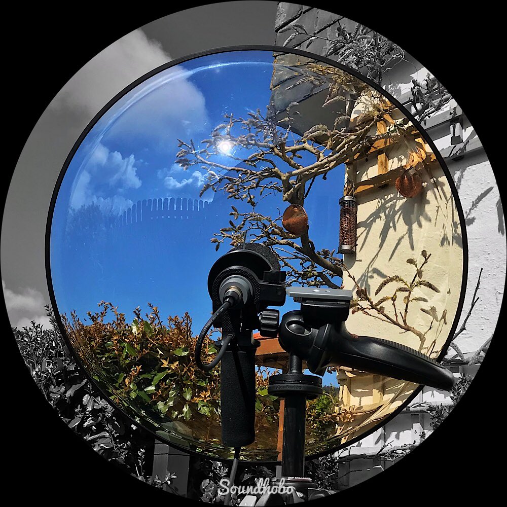 soundhobo's tweet photo. Spent a happy hour recording the comings & goings to the bird feeders in the bud laden Wisteria The wonderful sounds of wings flapping & a Robin singing it’s heart out 🎶 #birdsong #birdwatching #parabolicmicrophone #fieldrecording #telingaprox #mypatch https://t.co/7EBk4gmzH0