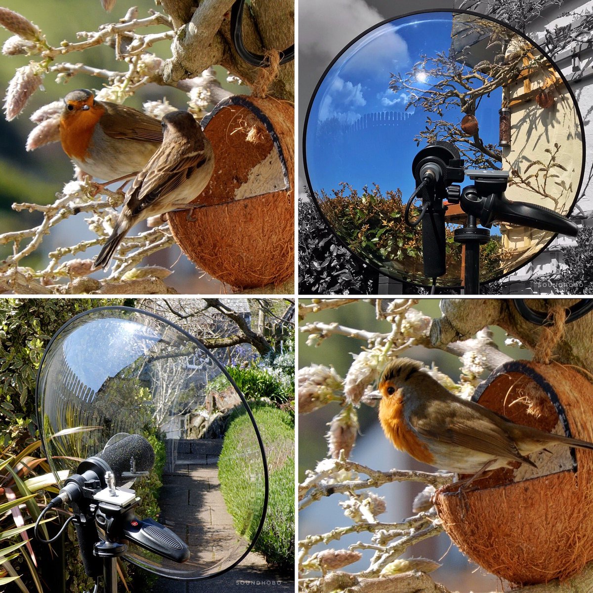 soundhobo's tweet photo. Spent a happy hour recording the comings & goings to the bird feeders in the bud laden Wisteria The wonderful sounds of wings flapping & a Robin singing it’s heart out 🎶 #birdsong #birdwatching #parabolicmicrophone #fieldrecording #telingaprox #mypatch https://t.co/7EBk4gmzH0