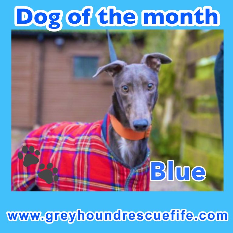 GreyhoundRFife's tweet photo. 🚨CUTE ALERT 👀Blue is the sweetest, loveliest #Greyhound He has been at #GRF for a few months & is gaining confidence. He loves attention, is affectionate & loves #Walkies but no small dogs. Could U offer a #FureverHome More👀 https://t.co/zX5kFdhk7Z #AdoptBlue 💙 #DogOfTheMonth https://t.co/H8XEUFWaBc
