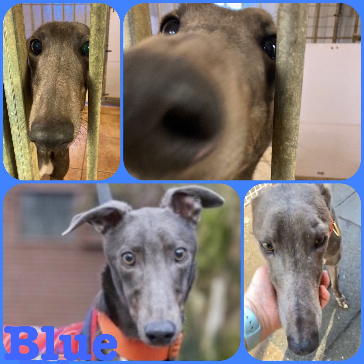 GreyhoundRFife's tweet photo. 🚨CUTE ALERT 👀Blue is the sweetest, loveliest #Greyhound He has been at #GRF for a few months & is gaining confidence. He loves attention, is affectionate & loves #Walkies but no small dogs. Could U offer a #FureverHome More👀 https://t.co/zX5kFdhk7Z #AdoptBlue 💙 #DogOfTheMonth https://t.co/H8XEUFWaBc