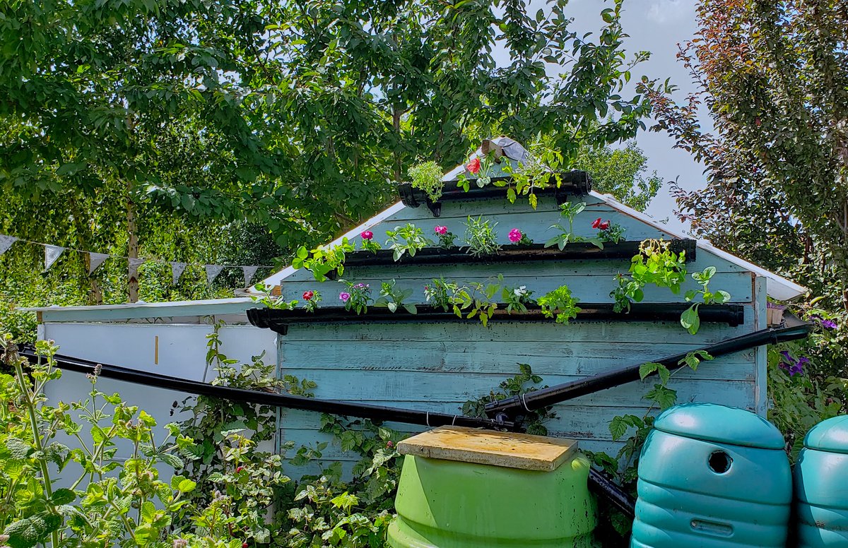 allotmentalice's tweet photo. A throwback to my #allotment #guttergarden last year 🌸 In my latest feature for #Breathe, I discover how #roofgardens are bringing valuable pockets of #nature to city #skylines & give tips on creating your own #greenroof 👉 https://t.co/2FLnReMS71 #allotmentalice @GdnMediaGuild https://t.co/vr4DWvGuxC