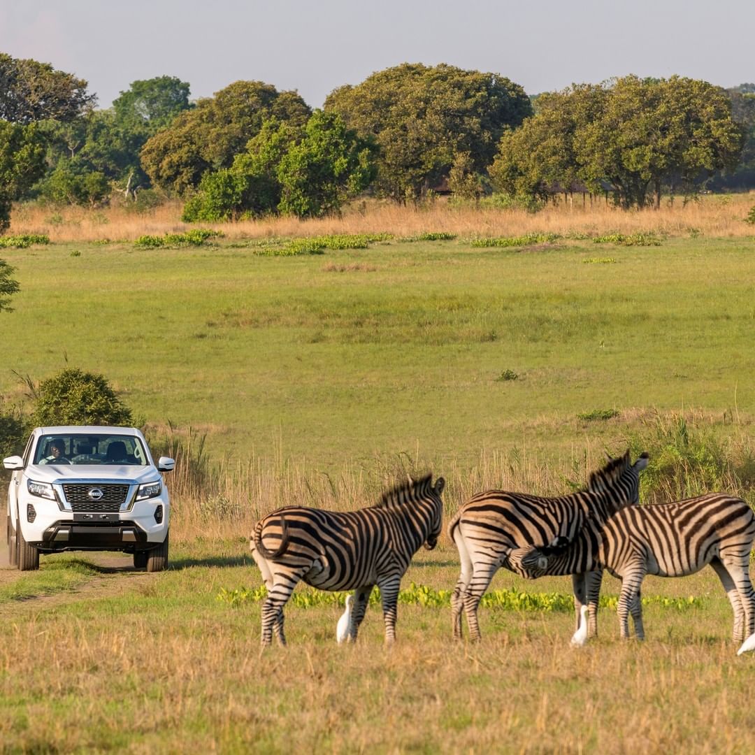 CrocoNissan's tweet photo. Born to be wild. Built of more.
#RuggedRedefined #NissanNavara #Nissan #harare #Zimbabwe https://t.co/M2TsqHC8q2