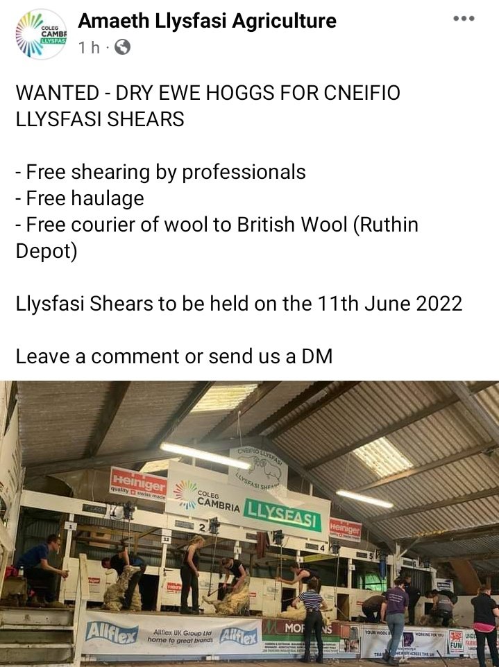 JoeMault's tweet photo. Dry Ewe Hoggs wanted for #Llysfasi Shears

#CneifioLlysfasiShears

RT appreciated 
DM me if you can help. https://t.co/oRw7rERQyx