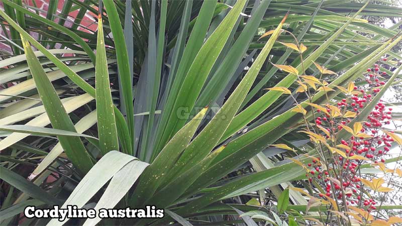 cordyline australis green long leaves