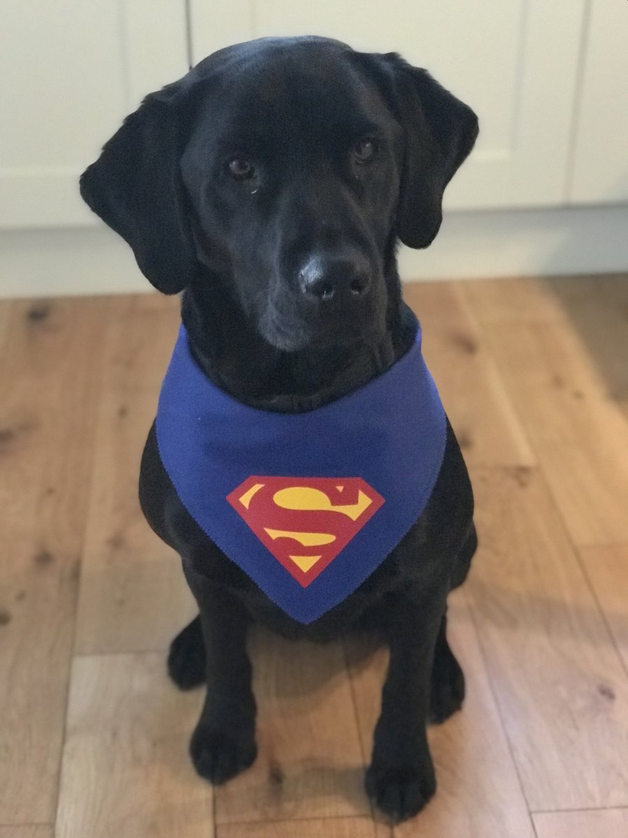 BenMasonGB's tweet photo. Just a quick note for students at our #gbfuturestars event currently. The answer to ‘who is CEO support’ @globalbridgeltd is ‘Hero’, not me as that would make Hero the CEO!! Just to clarify, Hero is a dog 👇 so unable to run a business!! 😂 🐶
Some amazing questions 👏👏 https://t.co/6qMRxthdsg