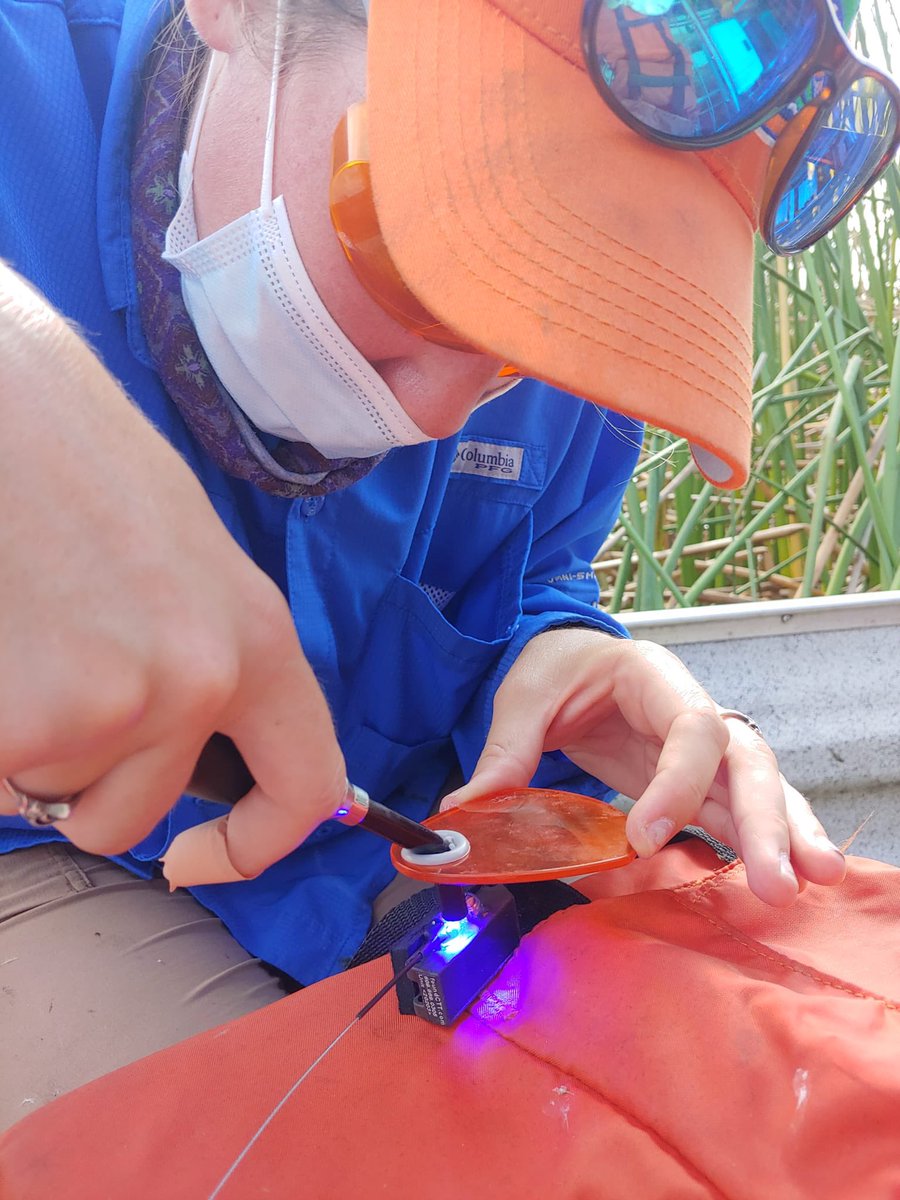 It takes a small army to tag and track #SnailKites. We are deploying VHF &amp; GPS/GSM transmitters on juvenile snail kites to better understand movement and survival. The first 2 months after fledging can be a vulnerable time when they are still learning to fly and feed themselves.