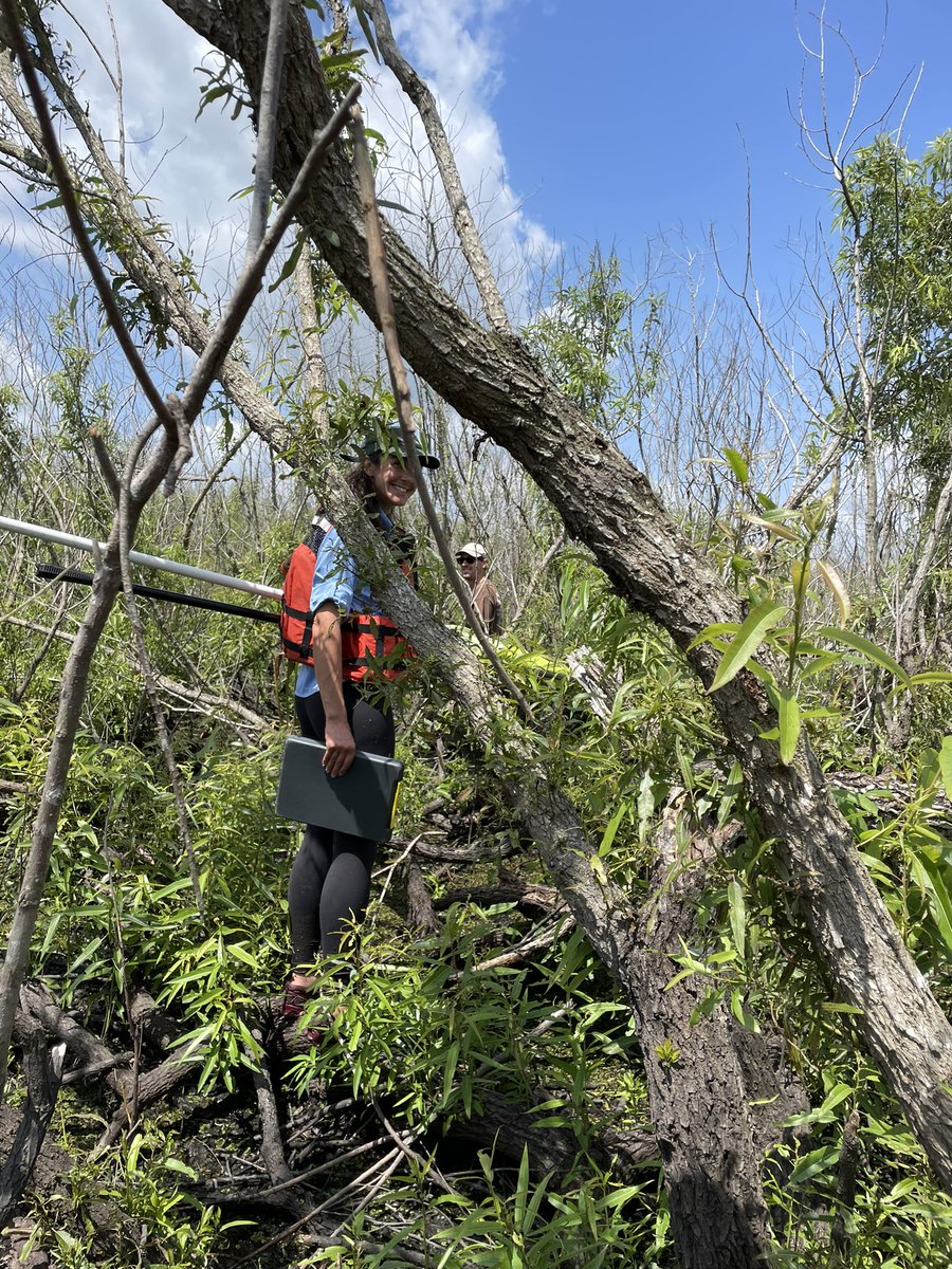 ilove2eatsnails's tweet photo. It takes a small army to tag and track #SnailKites. We are deploying VHF &amp; GPS/GSM transmitters on juvenile snail kites to better understand movement and survival. The first 2 months after fledging can be a vulnerable time when they are still learning to fly and feed themselves. https://t.co/CDq8BILESB