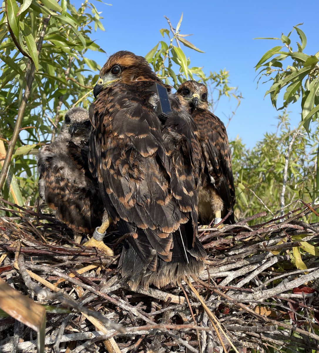 ilove2eatsnails's tweet photo. It takes a small army to tag and track #SnailKites. We are deploying VHF &amp; GPS/GSM transmitters on juvenile snail kites to better understand movement and survival. The first 2 months after fledging can be a vulnerable time when they are still learning to fly and feed themselves. https://t.co/CDq8BILESB