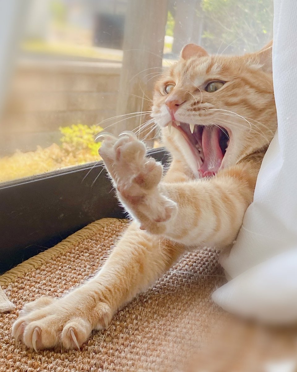 Kitto Krency (@KittoKrency) / Posts / X