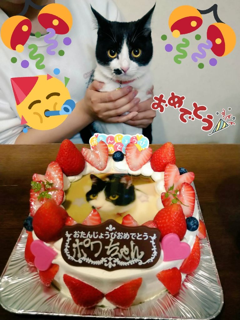 yuzutama5's tweet photo. ポワちゃん推定１才のお誕生日(仮)🥳
※ケーキは我々が美味しく頂きます🙏 https://t.co/pOiLM47lRK