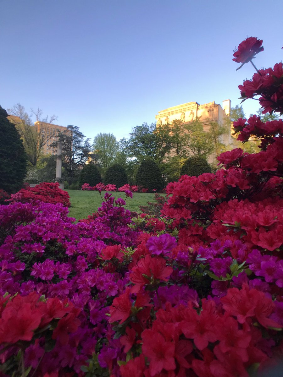 debbiephotos's tweet photo. I snapped these colorful and beautiful Azaleas yesterday #photography #spring #flowers #azaleas #brooklynbotanic https://t.co/s7qqRl7cQX