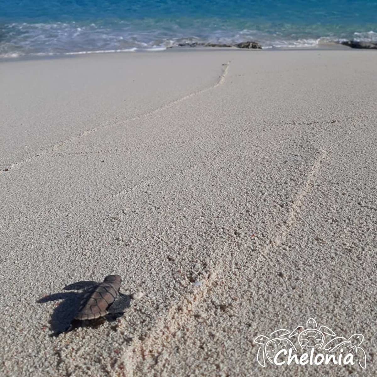 CheloniaPR's tweet photo. ¿Sabías que no solo los tinglares están naciendo? 
El carey tiene su temporada fuerte que comienza en agosto, pero puede anidar durante todo el año. Cuida las costas, no permitas que corran fourtracks, caballos o hacer fogatas en las playas de nuestra isla. https://t.co/ekf3oF4RXl