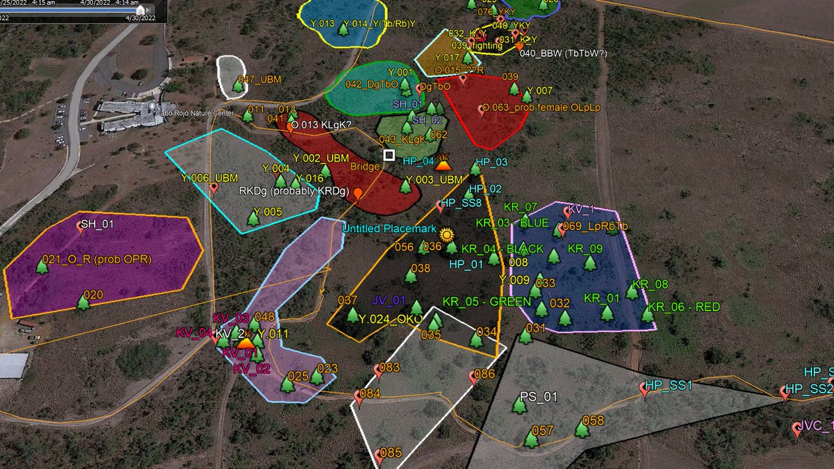 This year the whole crew has Google Earth on their phones. We can see all of the territories and previous bird sighting, as well as where we are in real time using the phone's GPS. Game changer! #uleth #UPR #birds #PuertoRico #GoogleEarth #fieldwork